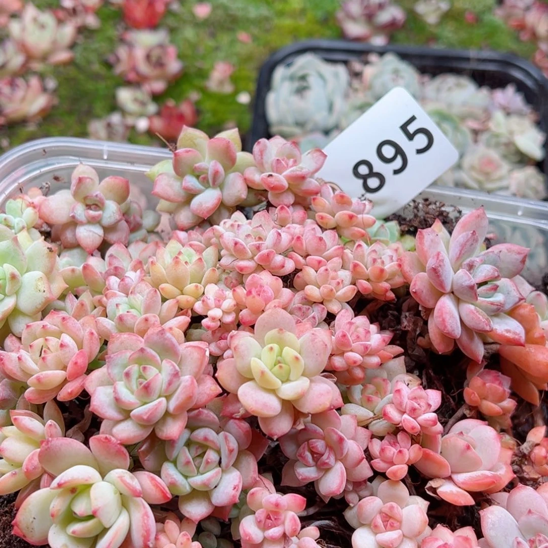 静多肉植物多肉植物