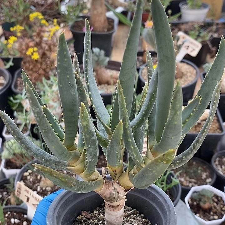 657多岐芦荟一一一一一一一一一