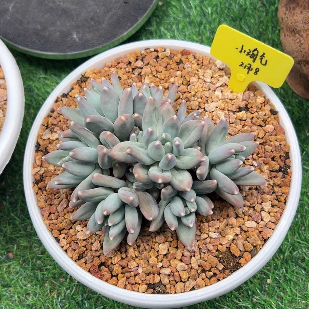 一物一拍链接，小淘气，寄养