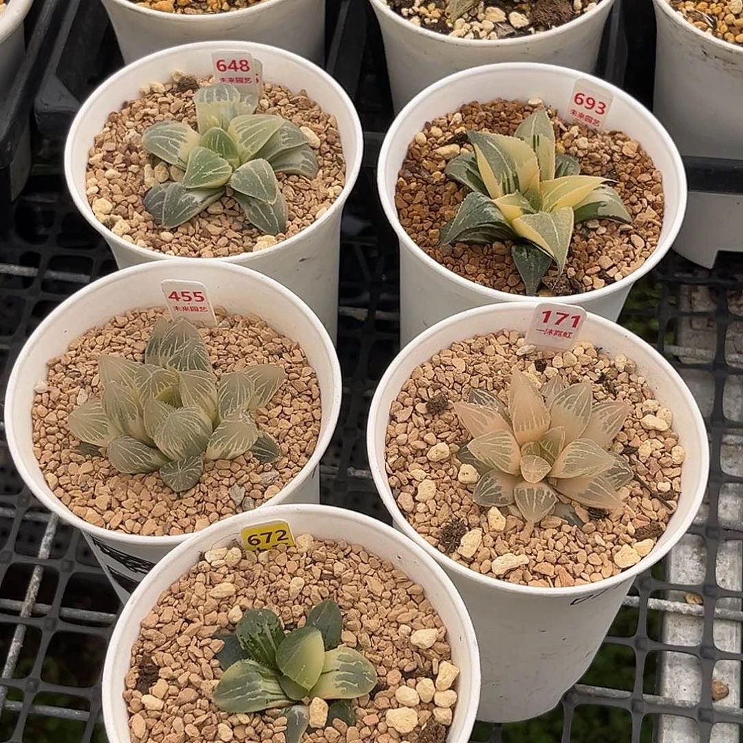 H*** 专拍一物一图11111