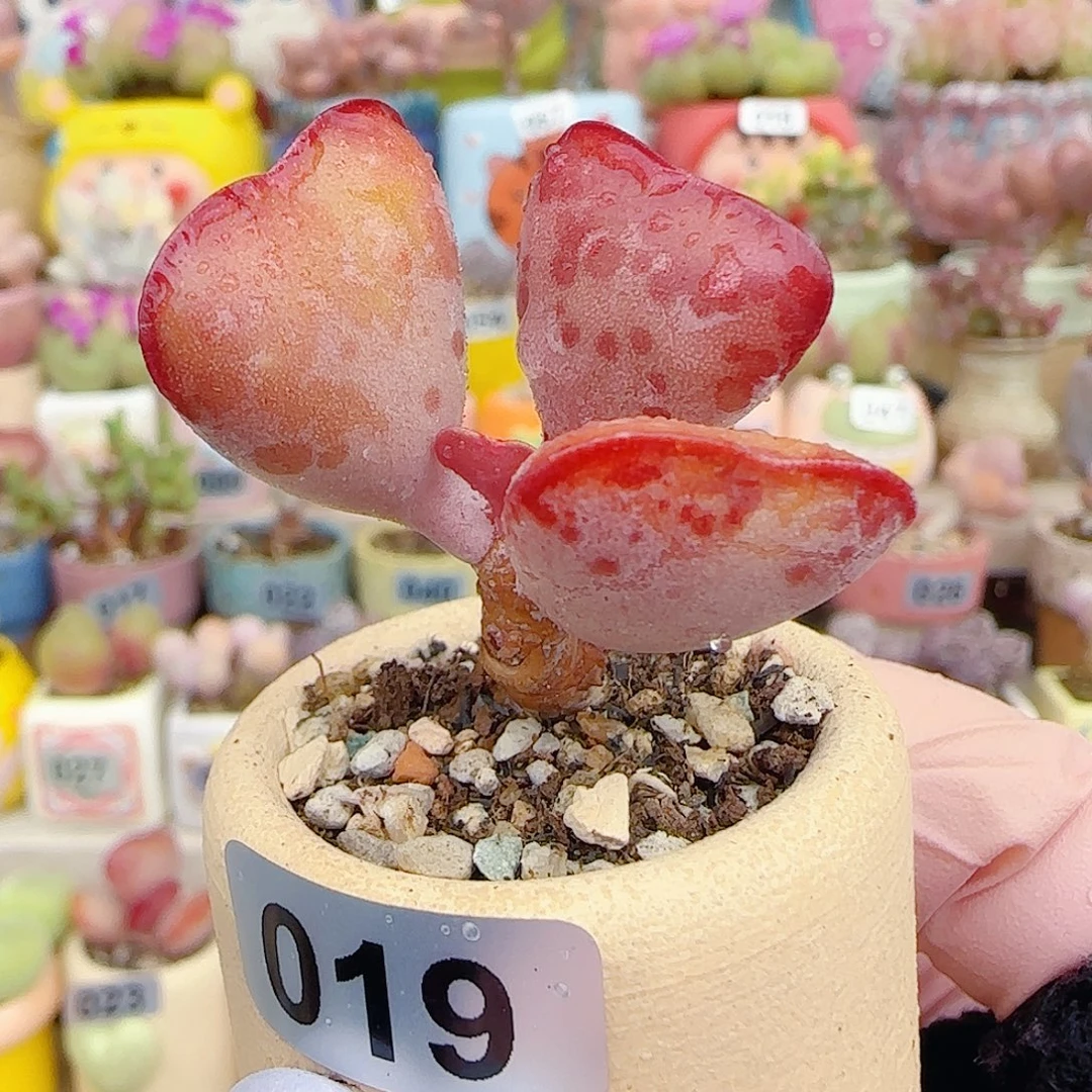 L爱心水泡 盆口3cm
