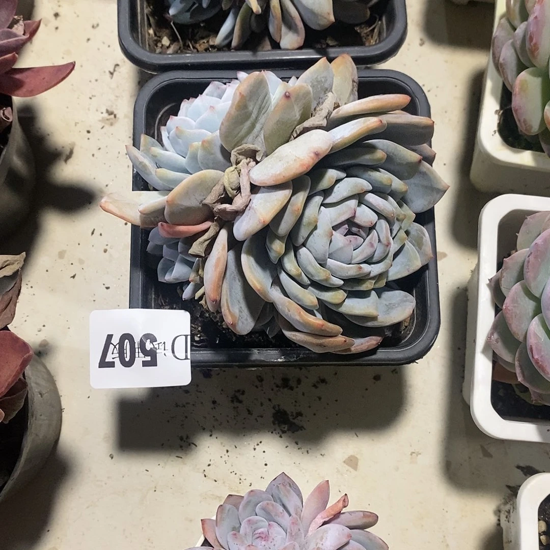 汽*507橙子多肉植物