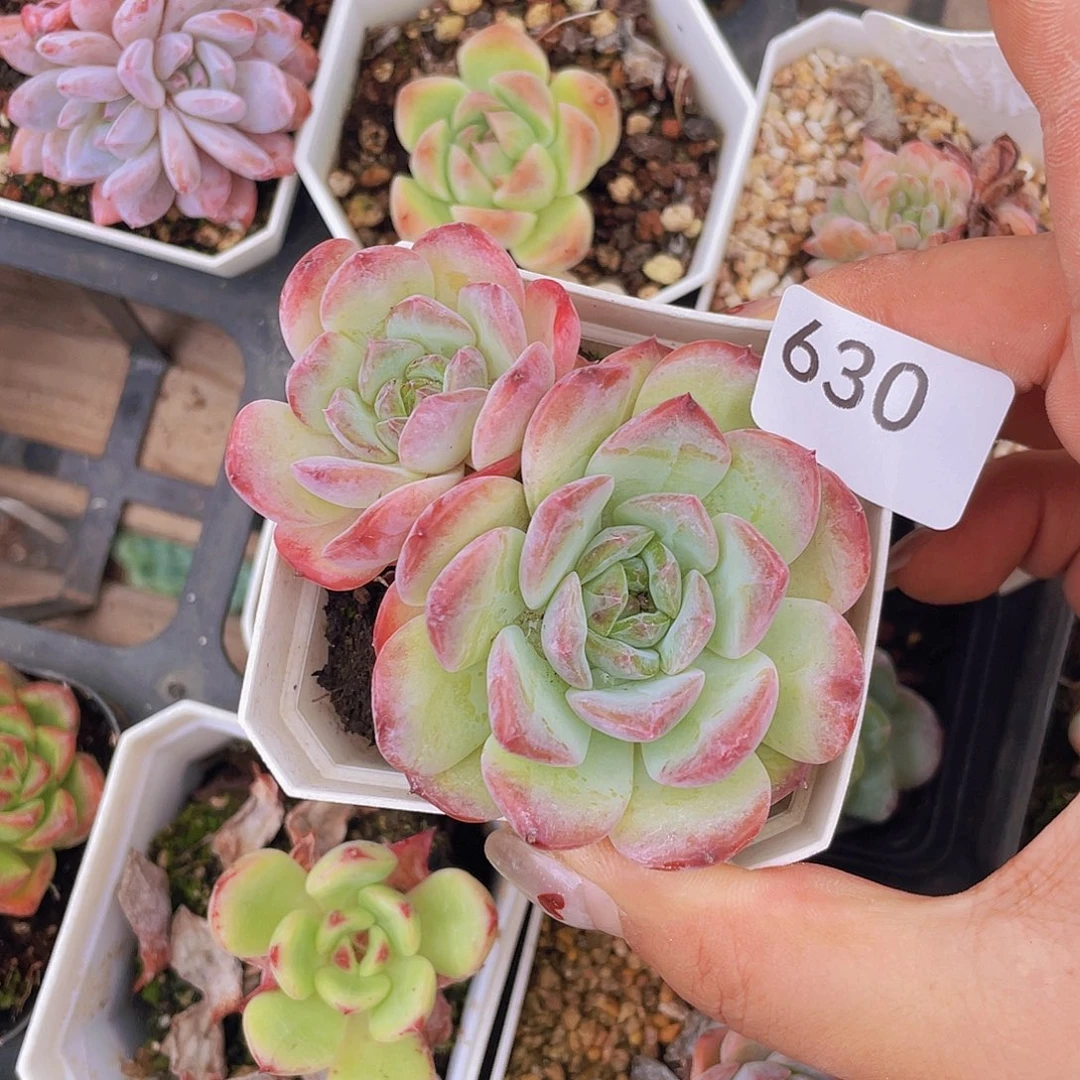 630。 美拉德琥珀。