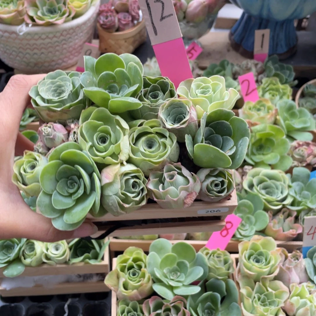 @***️多肉植物山地玫瑰206木盒