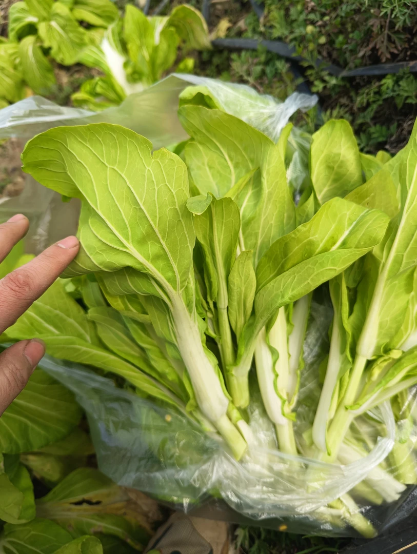 2024农家自种新鲜白菜苔白菜心孕妇可食当季蔬菜嫩菜心霜打白菜苔