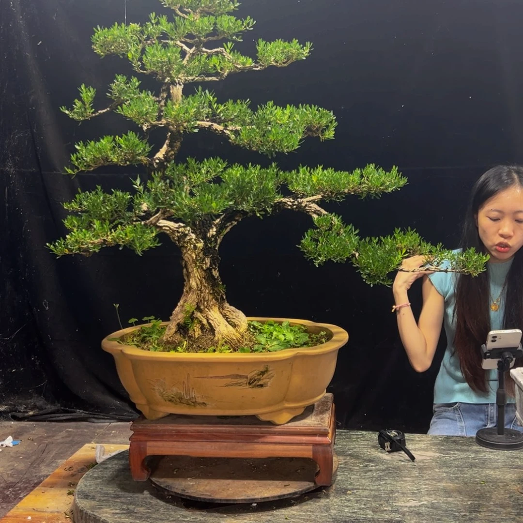 无花朵广东黄杨四季常青