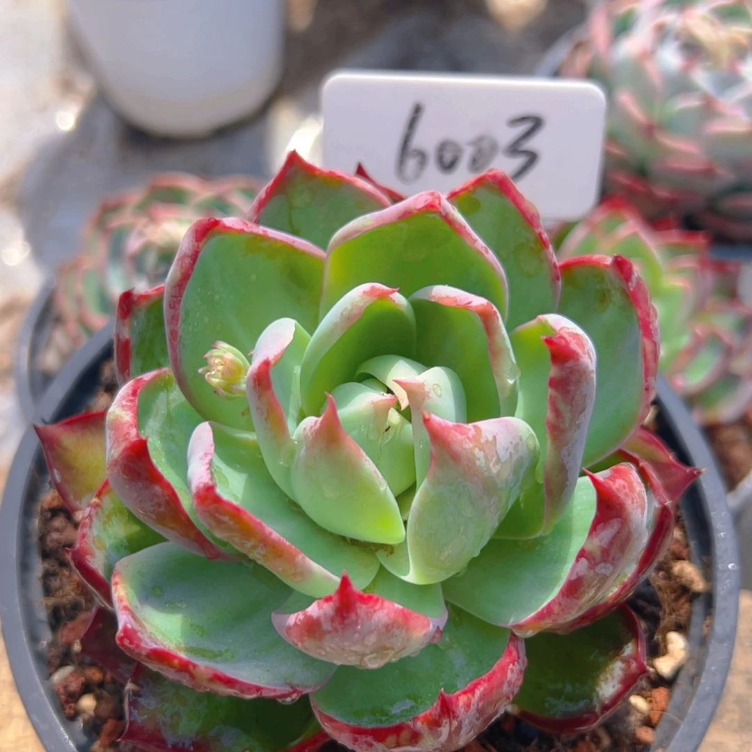 惊鸿仙子一物一拍6003号