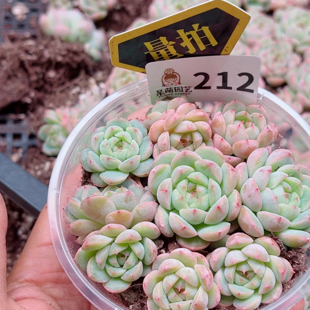 多肉植物多肉植物