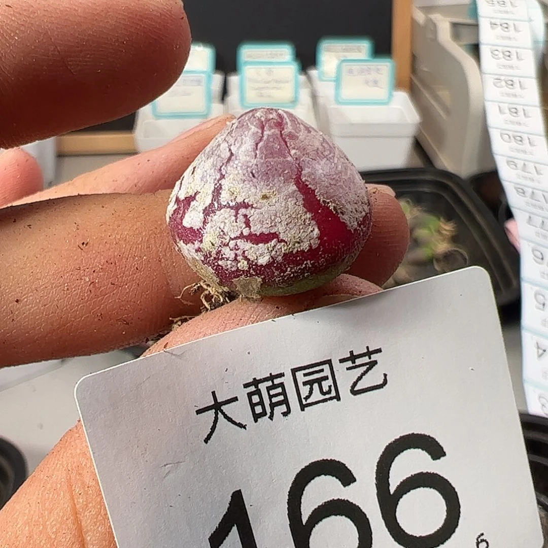 0000166 一物一拍……