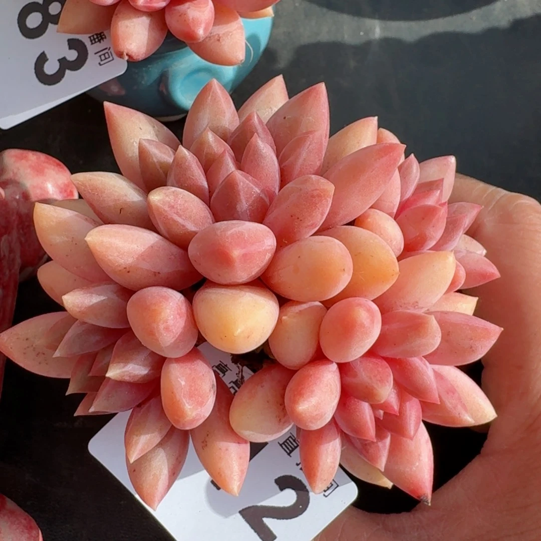 红蜻蜓          摇身一变高富帅，一夜暴富动作快