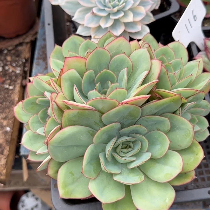 牡丹亭惊鸿一物一拍包装收缩花旱