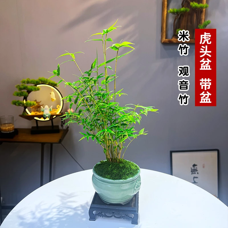 【懒人】水培米竹观音竹盆栽土培花卉绿植带盆栽好室内客厅茶桌摆件