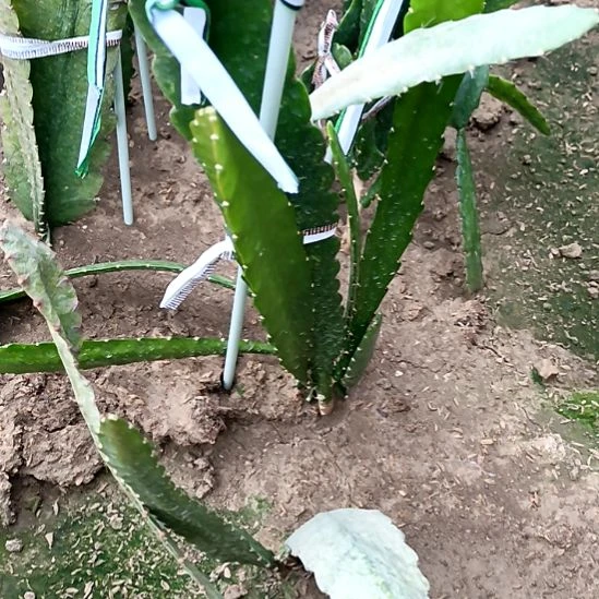 ****扬完全开放令箭何花东北小粉