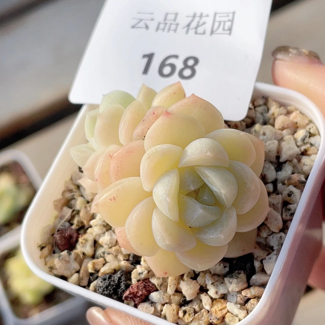 168号糖心冰心珍妮