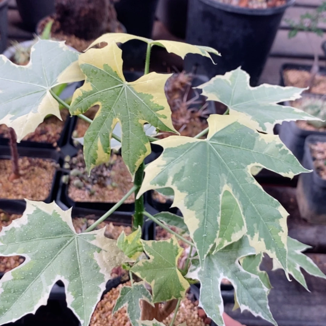 【闪购商品】岚枫锦