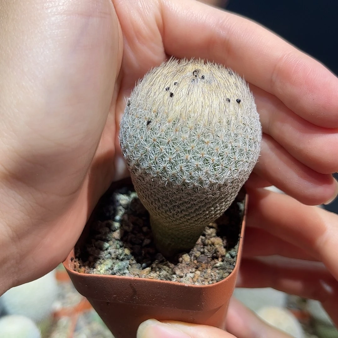 4cm实生控养老月世界