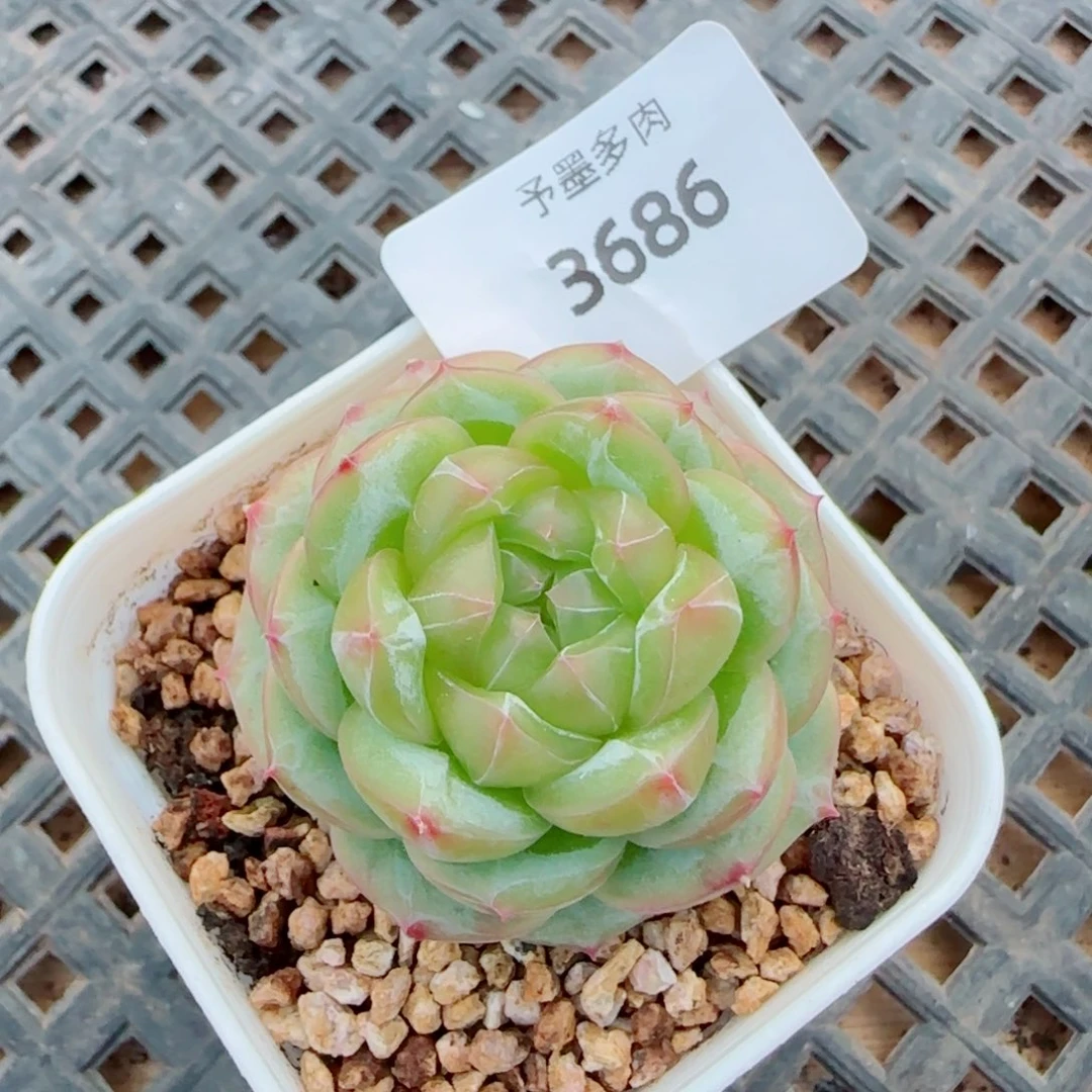 绿体财富密码，3686多肉植物