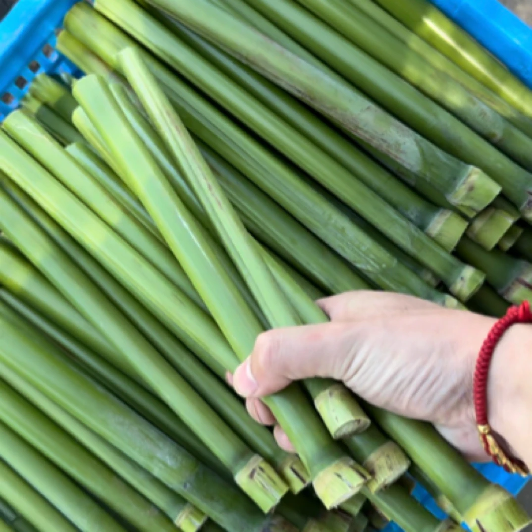 崇明甜芦粟高粱甜杆新鲜现砍5/10斤装