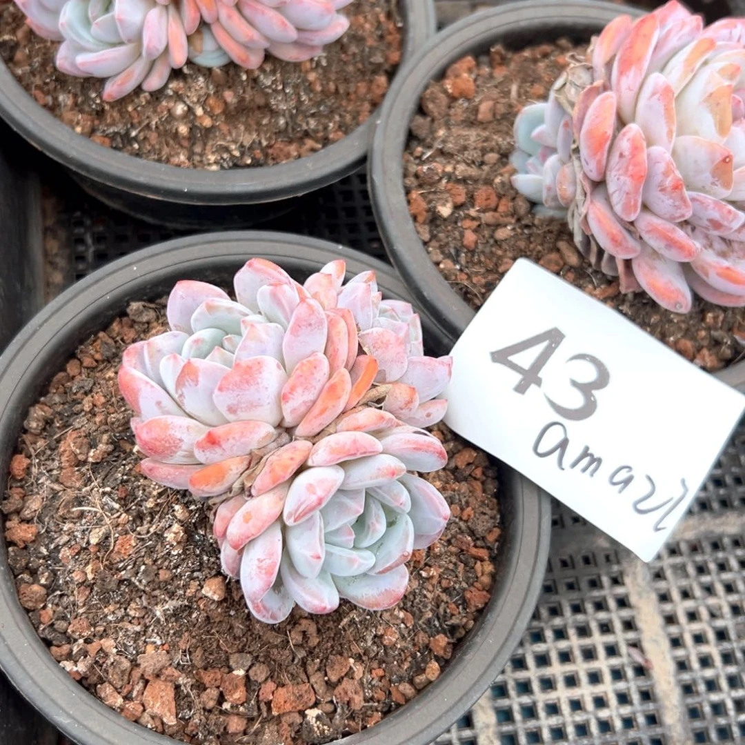 E****i43《都很长很长呢