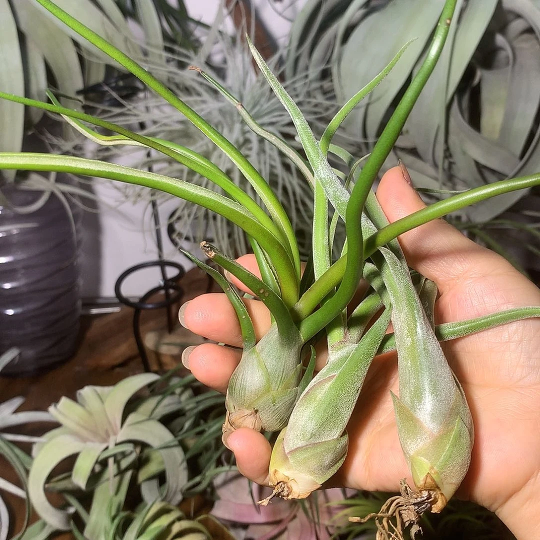 哇****章鱼加美杜莎2个 空气凤梨