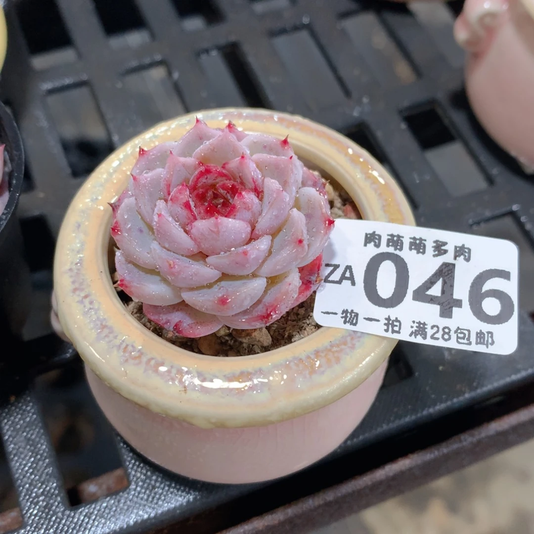 肉萌萌拇指盆精控多肉ZA046