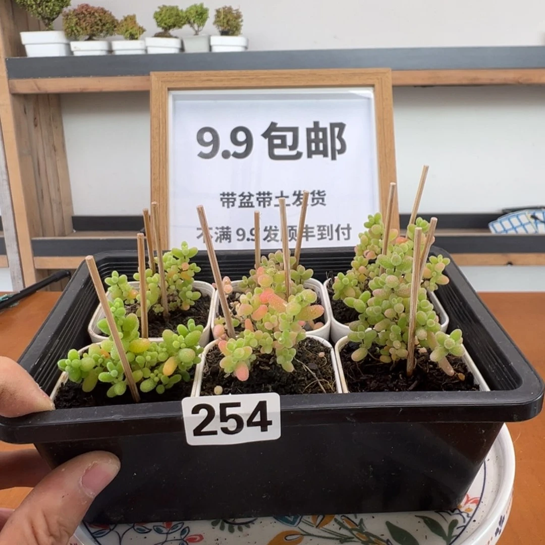 枝干番杏多肉植物254