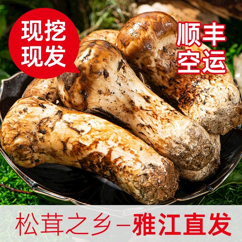 甘孜雅江松茸香格里拉新鲜松茸云南新鲜松茸菇煲汤