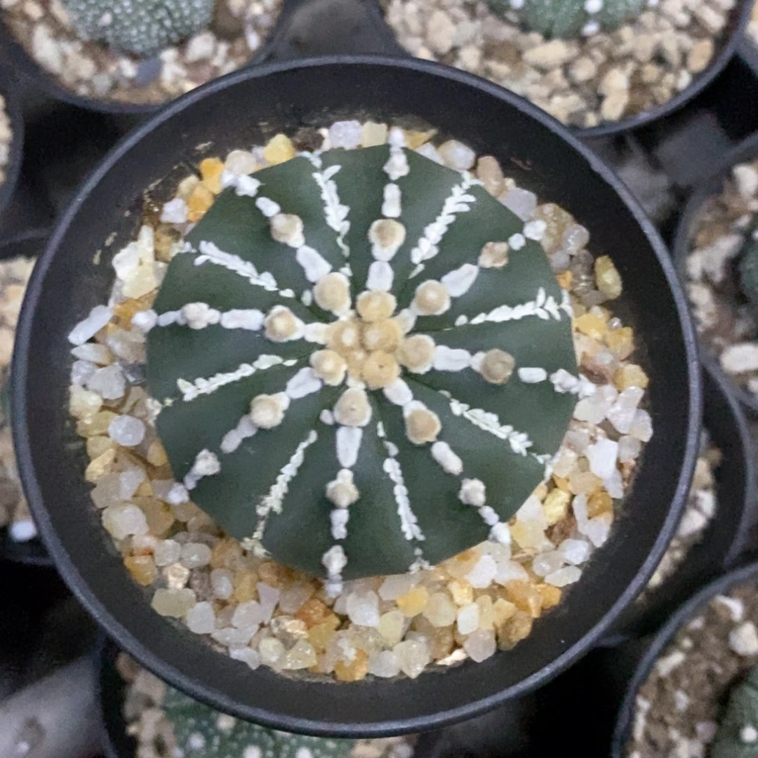 奕***6仙人球的世界里有一