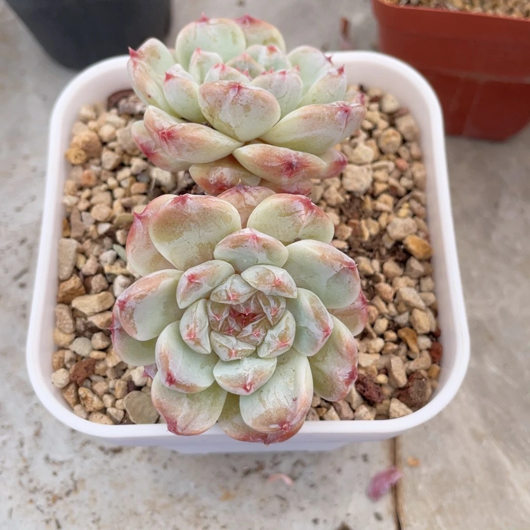 糖心冰魄双头老桩