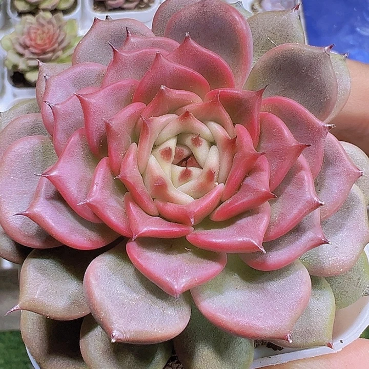 大神笛19包邮多肉植物