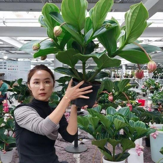 东***来完全开放11花苞玫红