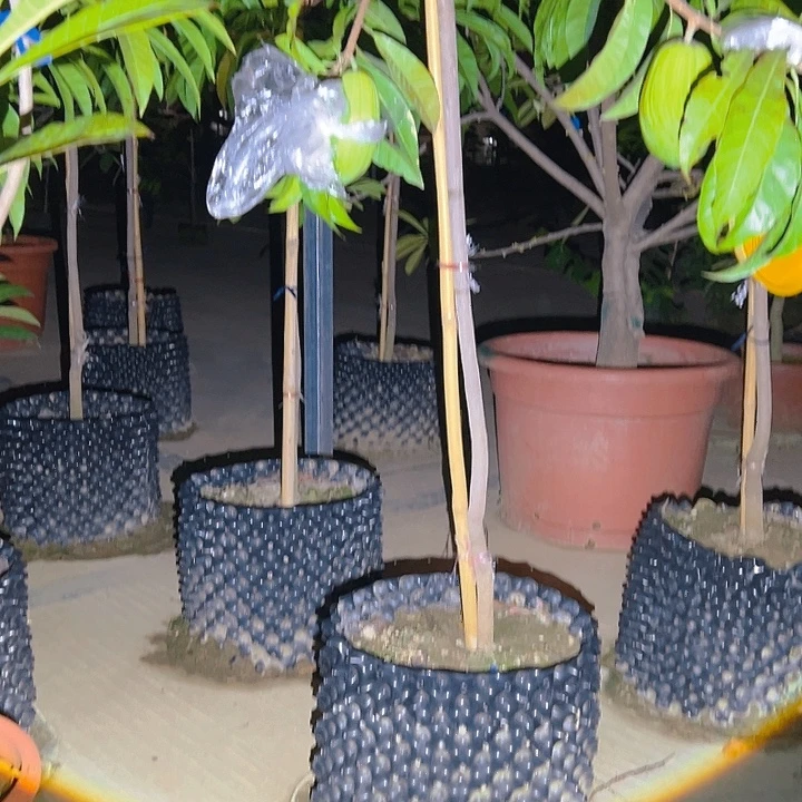 威***沁完全开放果树88888