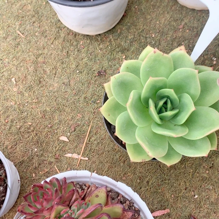 976直播福利_翠鸟14