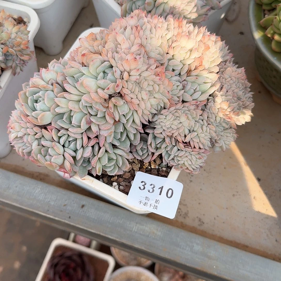 可**咪3310号莎莎女王缀化多肉