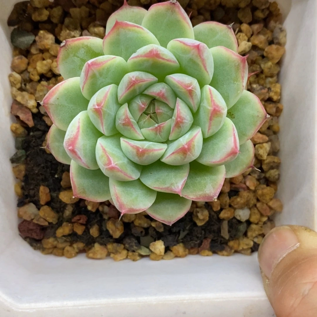 精品多肉一物一拍不包整445