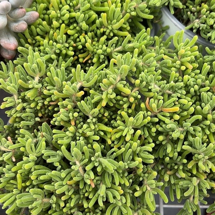 荧光兔多肉精品植物
