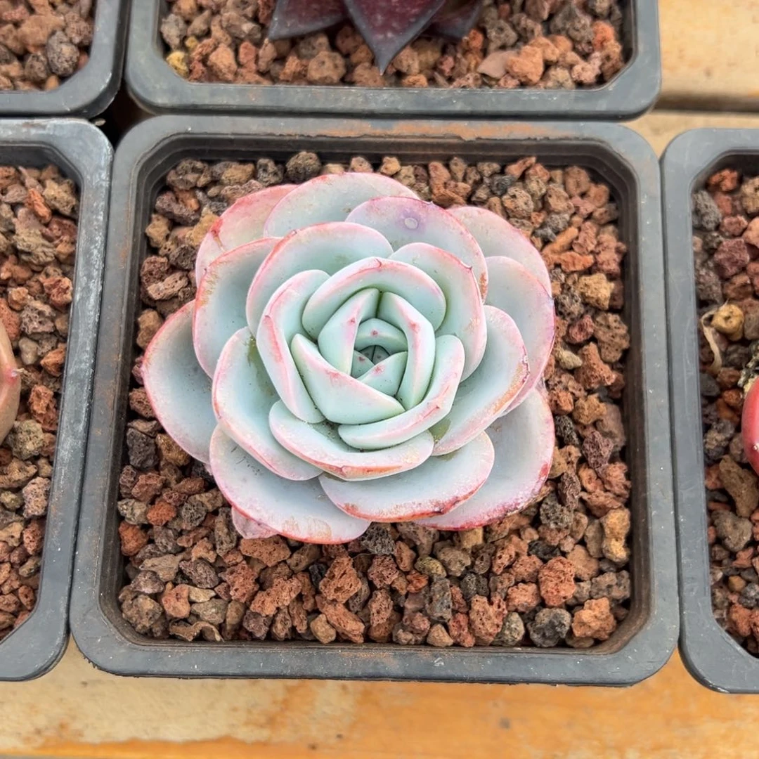 多肉单头布鲁蓝【非偏远地区满18包邮】