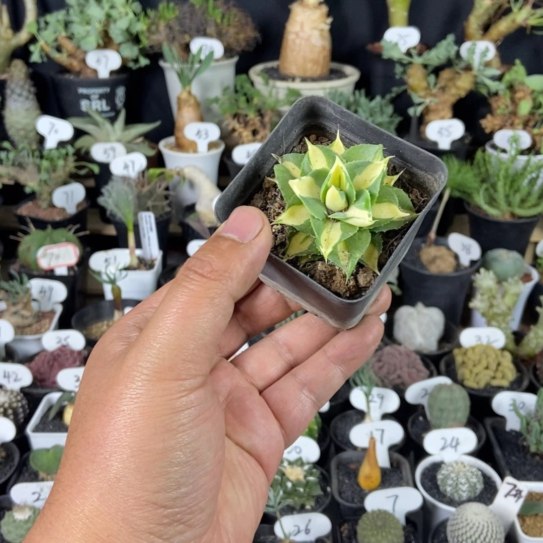 黄中班龙舌兰一个