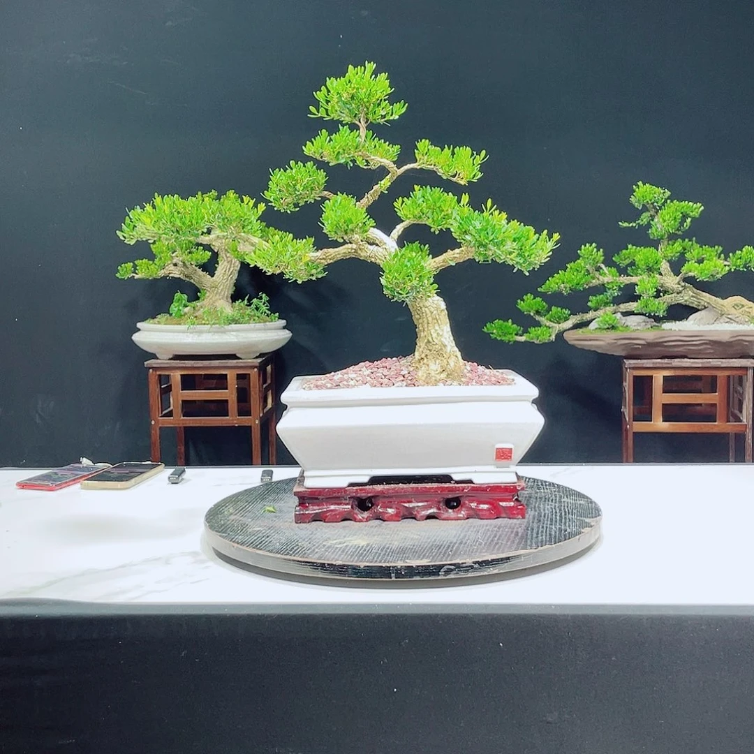 当前无花栽培后可以开花