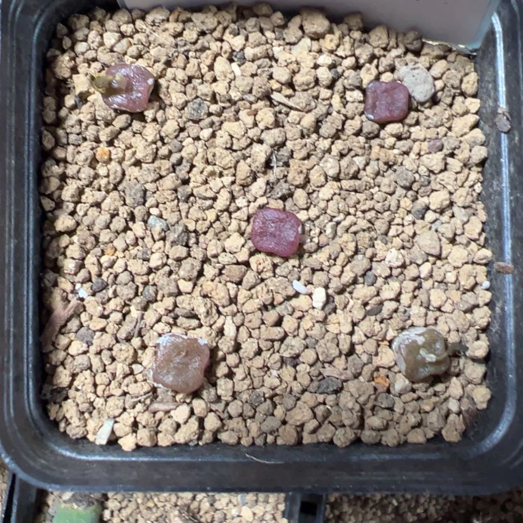 9-42量拍园艺方糖5颗