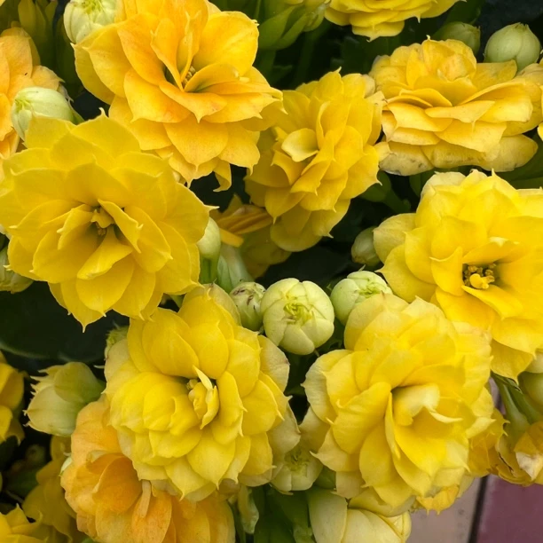 长寿花园～【姚黄】120盆