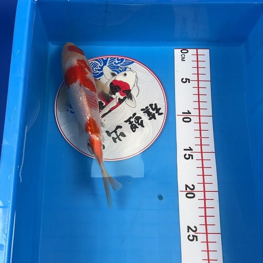 锦鲤银鳞红白锦鲤