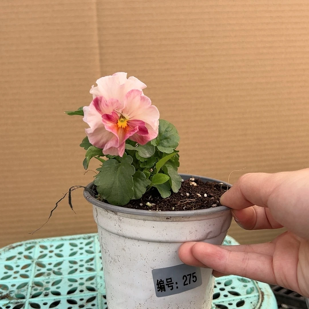 【闪购商品】完全开放275号苗小