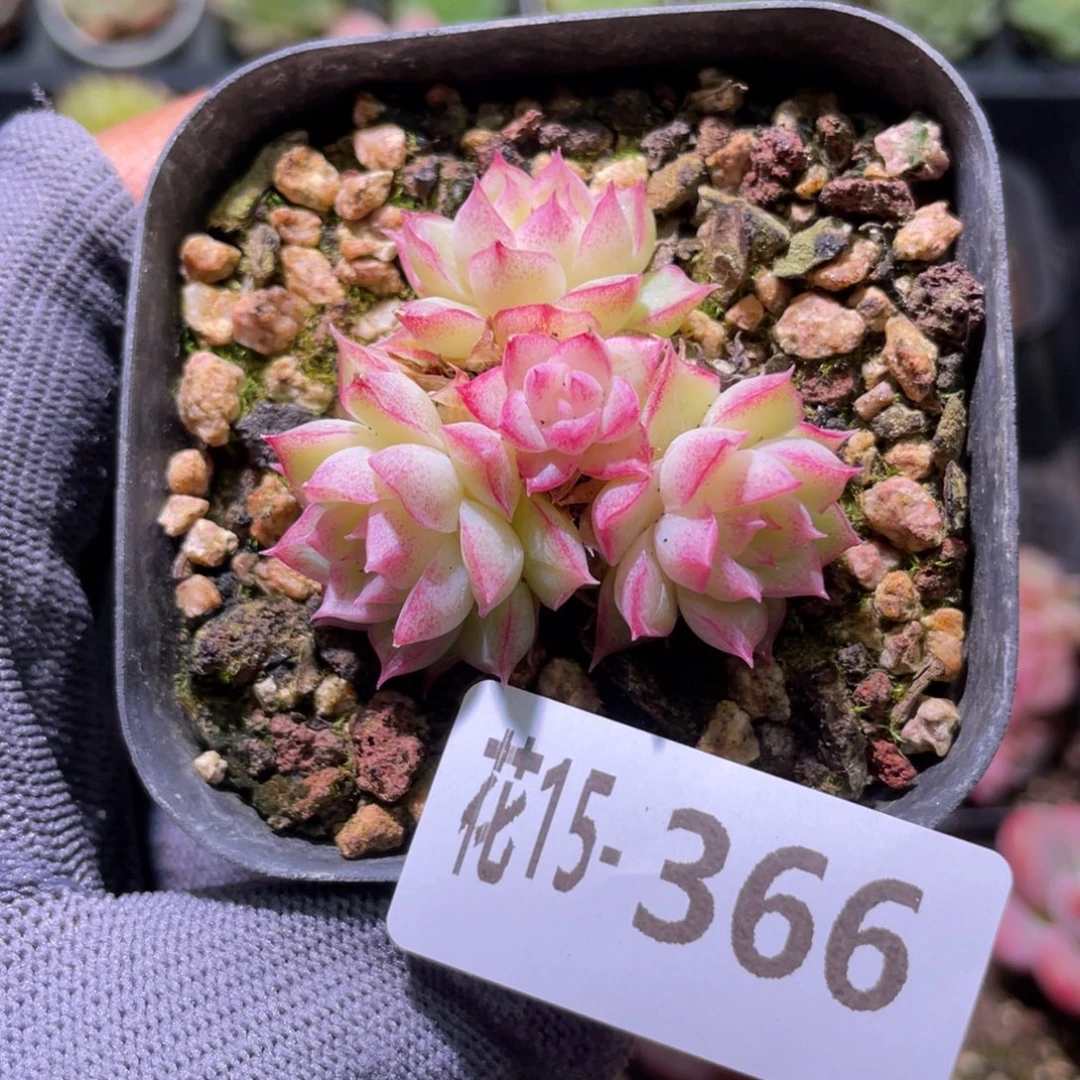 花利美15-366女王