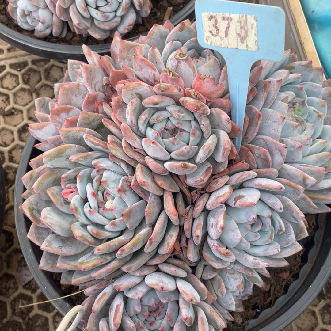 雪***乐星影多头群生373号