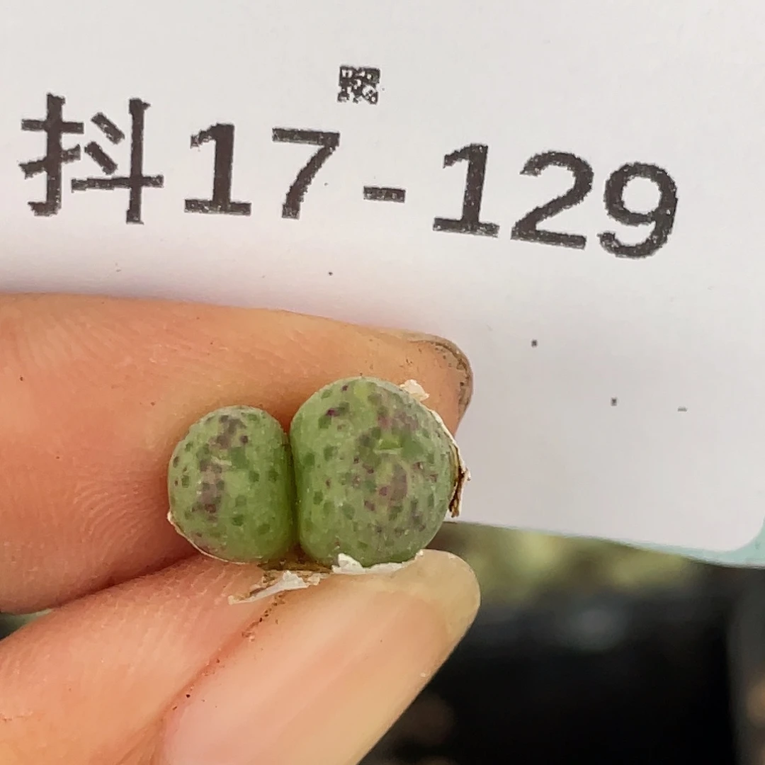 17-129斑马肉锥多肉植物