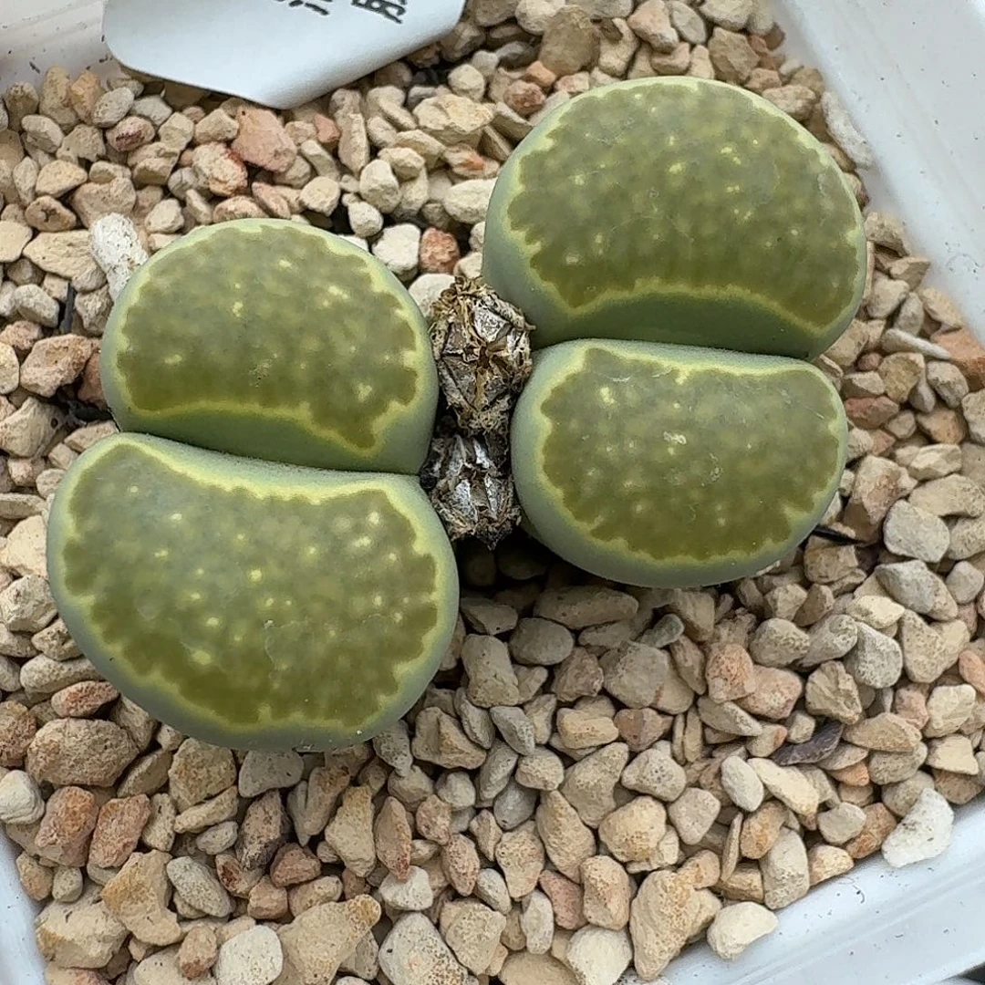 963多肉哈哈哈哈哈哈宝贝