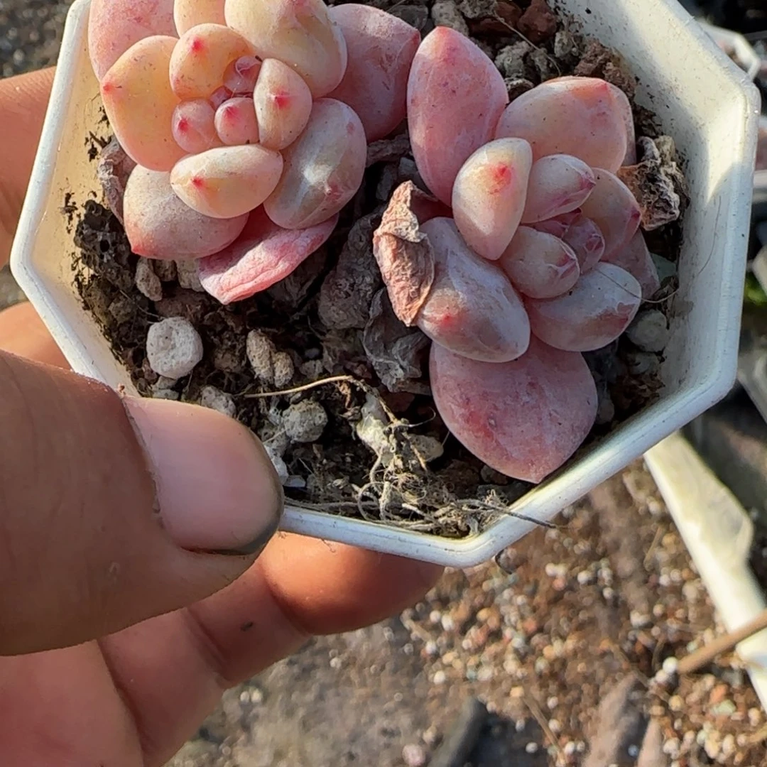 多肉小卡拉米糖心一物一拍