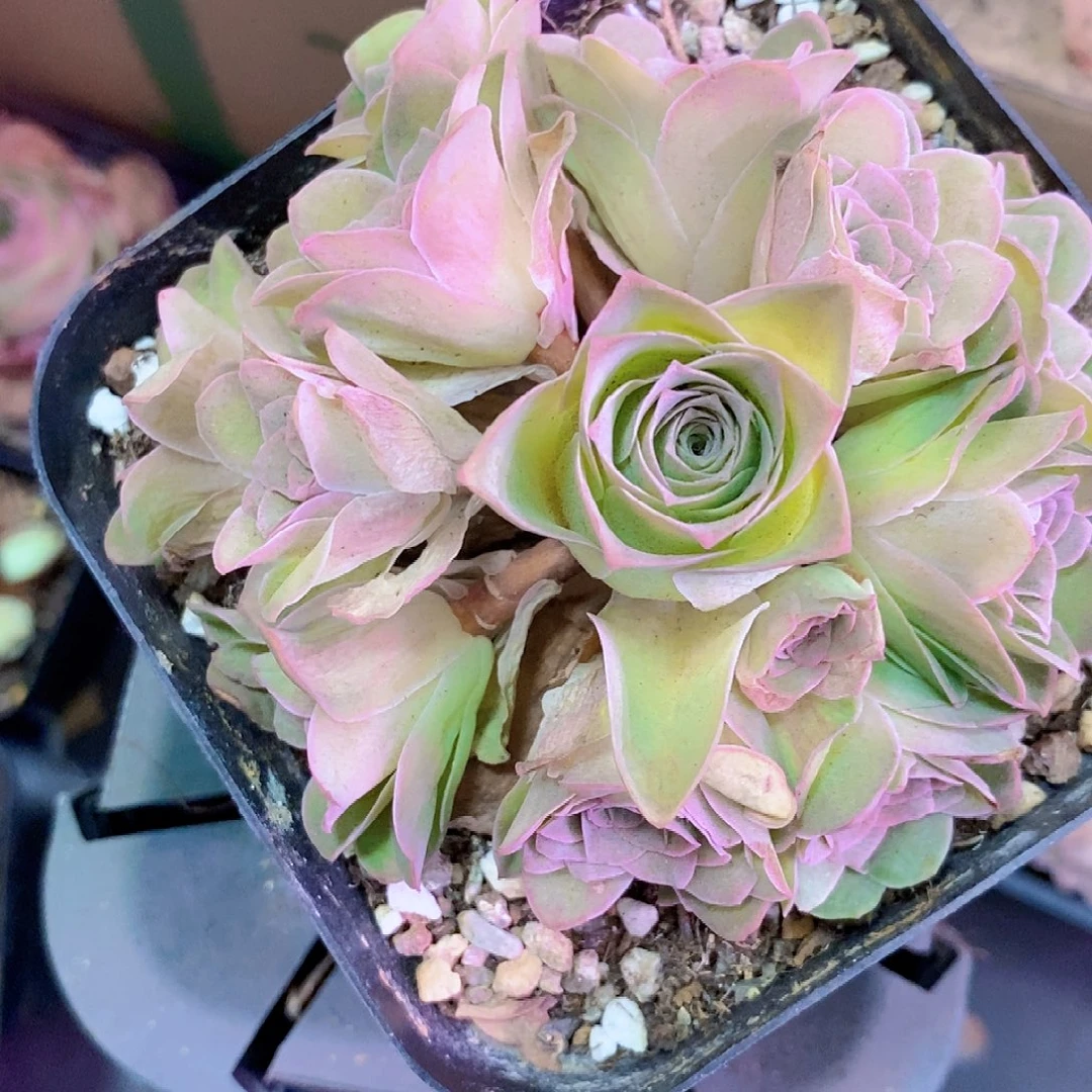 飘***️山地玫瑰一物一拍203zf