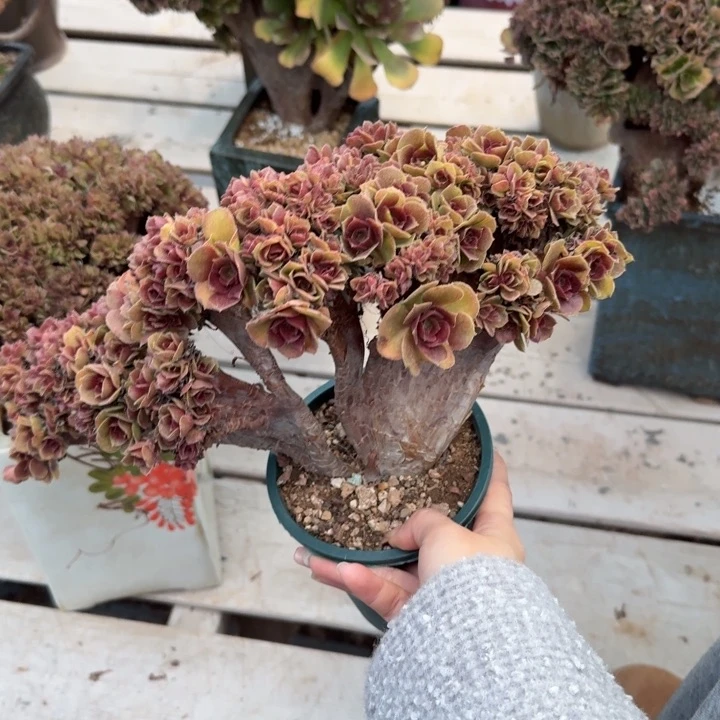 多肉植物提取萃取剂研究进展研究与试验